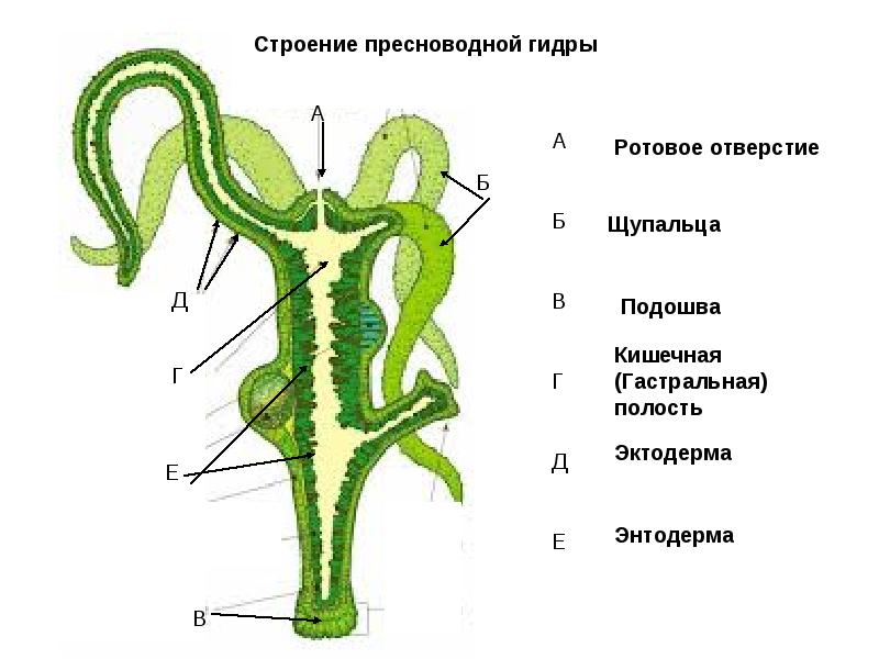 Kraken сайт kraken clear com